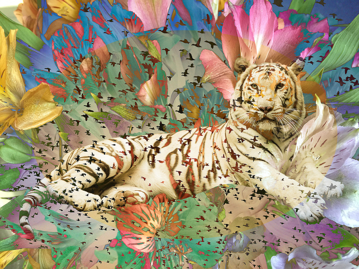 Zebra or White Tiger Stripe (a Poem by Khandin Starr)