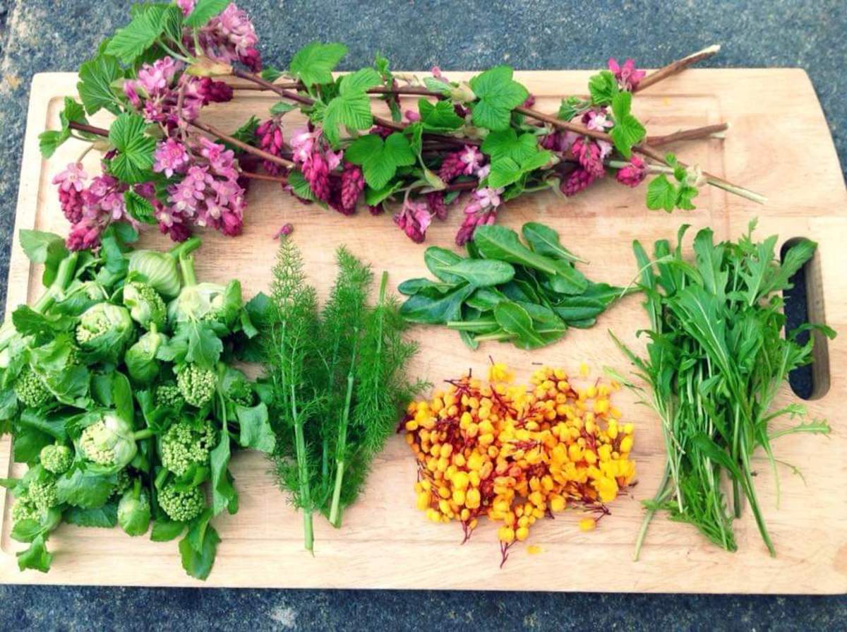 The Top 10 Most Common Foraging Mistakes and How to Avoid Them