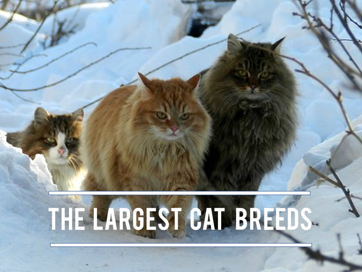 11 Largest Cat Breeds in the World