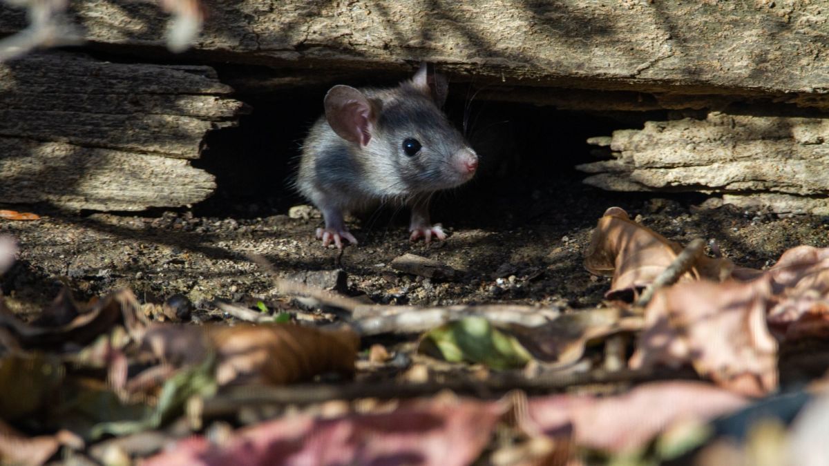 Can Rodents or Mice Ruin a Car? What to Do About Car Pests
