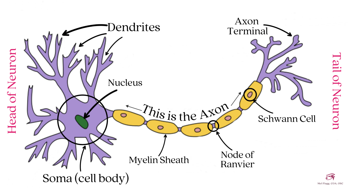Structure of a Neuron