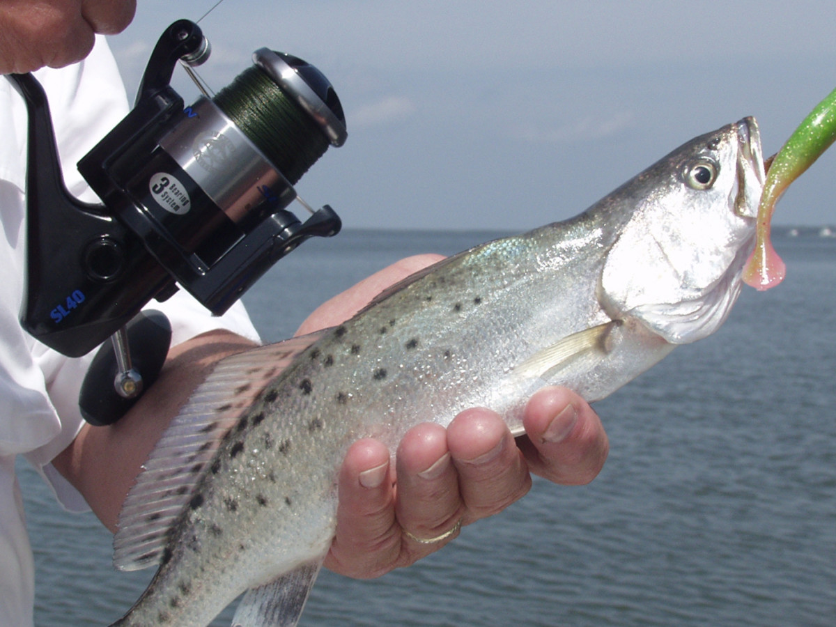 Tips for Catching Spotted Seatrout