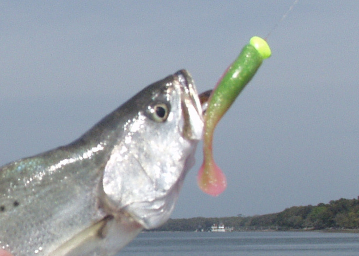 Seatrout on Popping Floats and Grub-Tailed Jigs