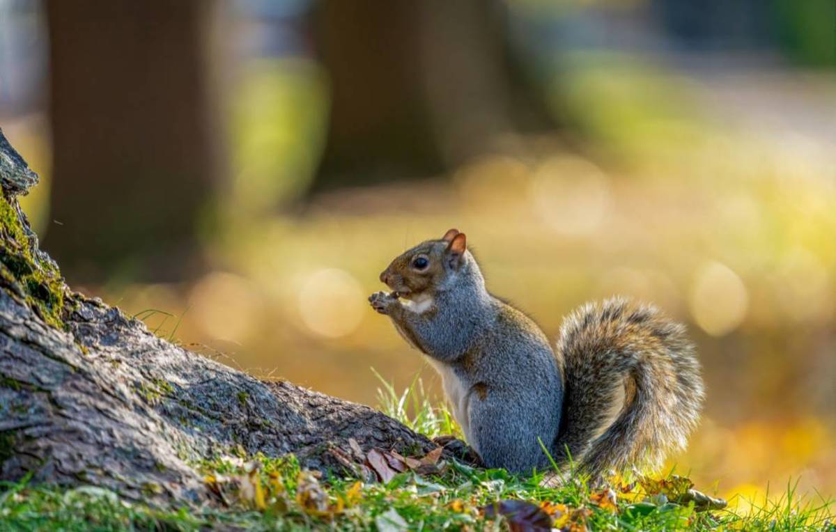 Will Squirrels Eat Birds? - HubPages