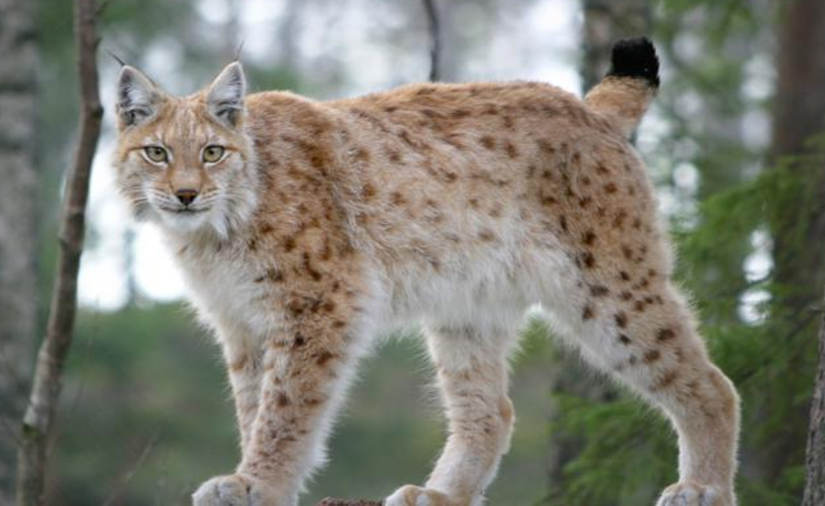 Tundra 2024 cat breed