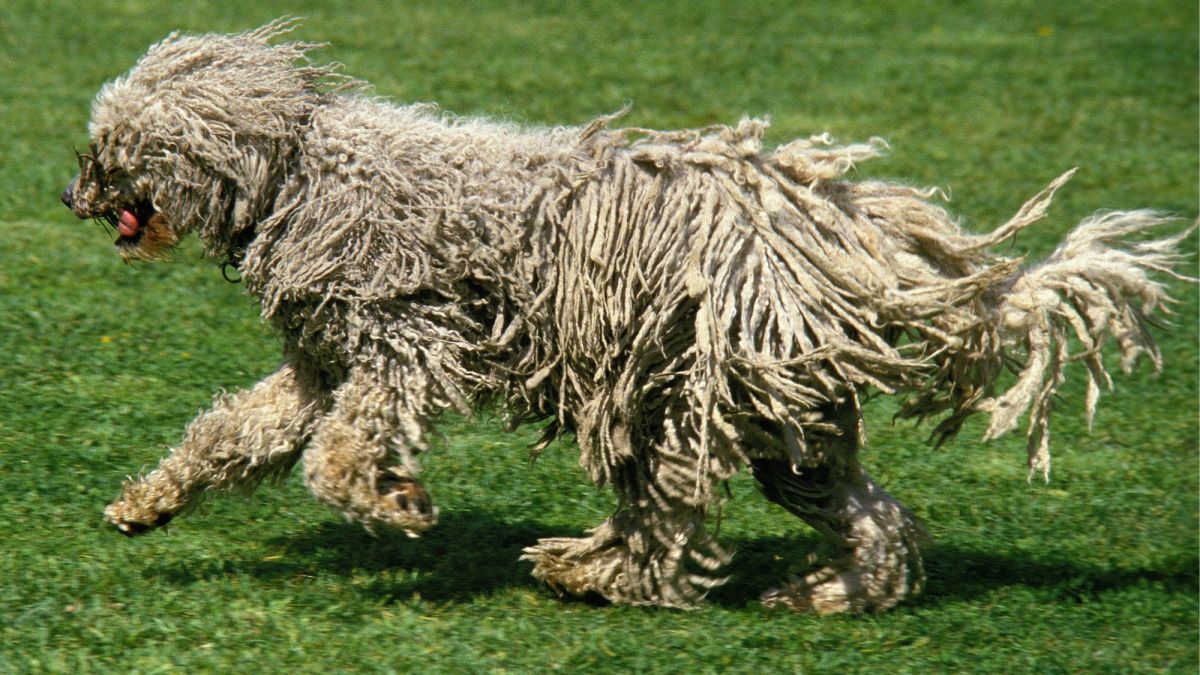 https://images.saymedia-content.com/.image/t_share/MjAwNDc2MTkwMDg2MTQ1NDAw/komondor-guide.jpg