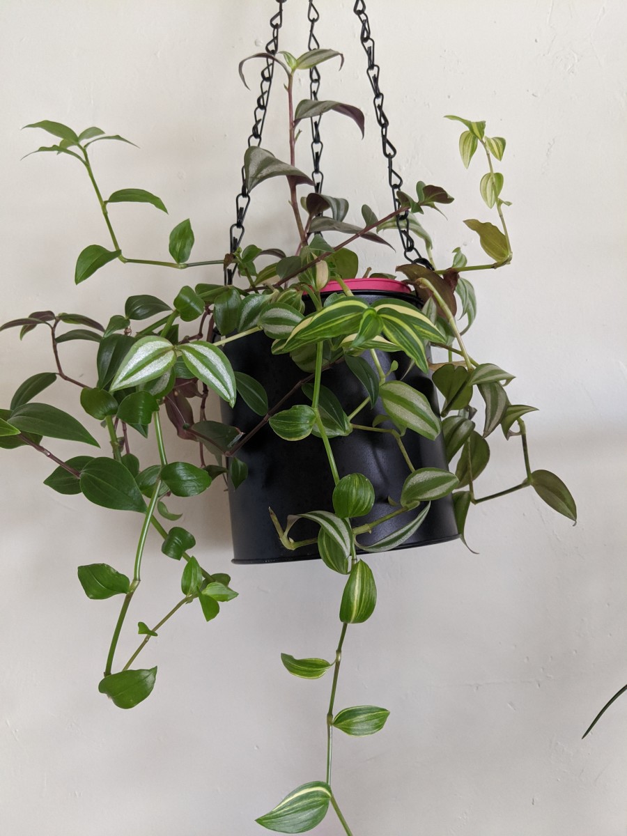 House Plant Mistakes to Avoid - HubPages