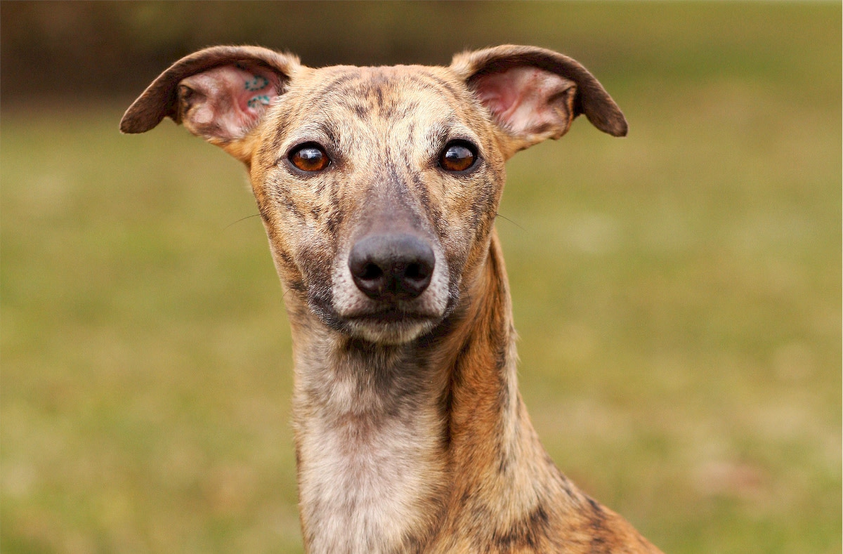 Are Lurchers Aggressive Dogs? Information on the Lurcher Breed