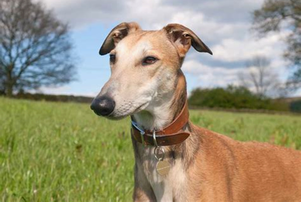 Lurcher aggressive sale behaviour