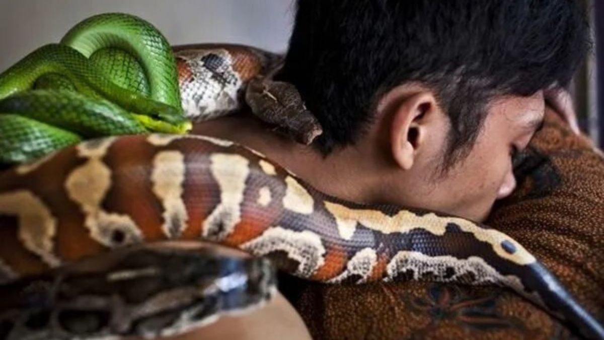 Complementary and Alternative Medicine: Snake Massage and More