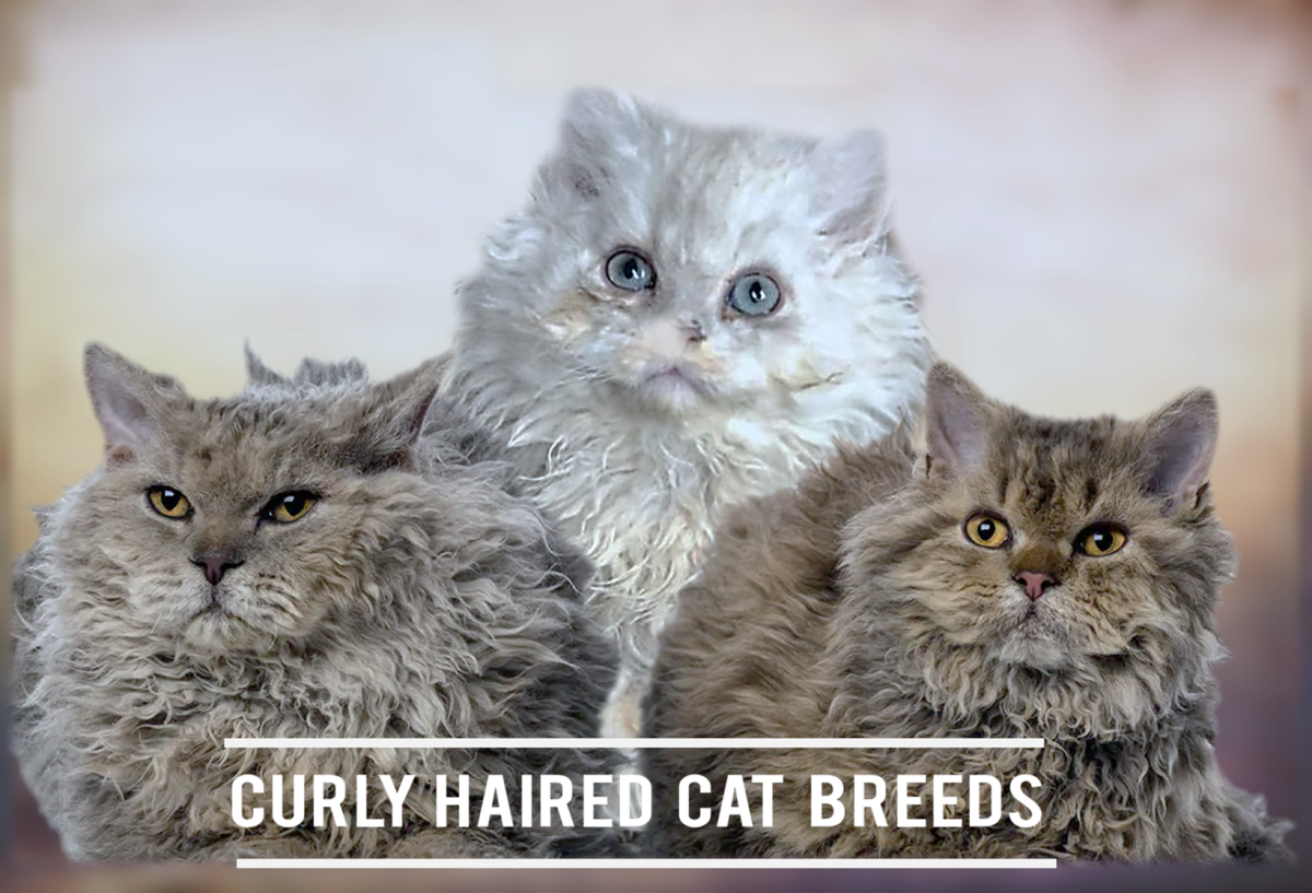11 Curly Haired Cat Breeds