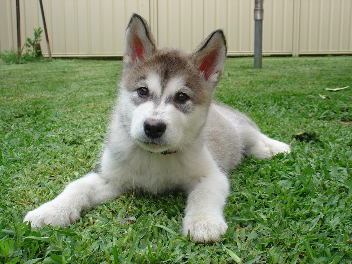 Alaskan Malamute: A Complete Guide to the Majestic Northern Breed ...