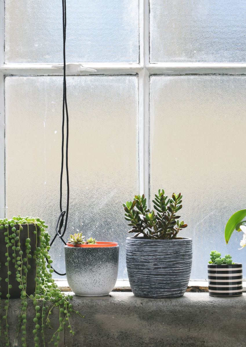5 Easy Indoor Plants for Small Spaces