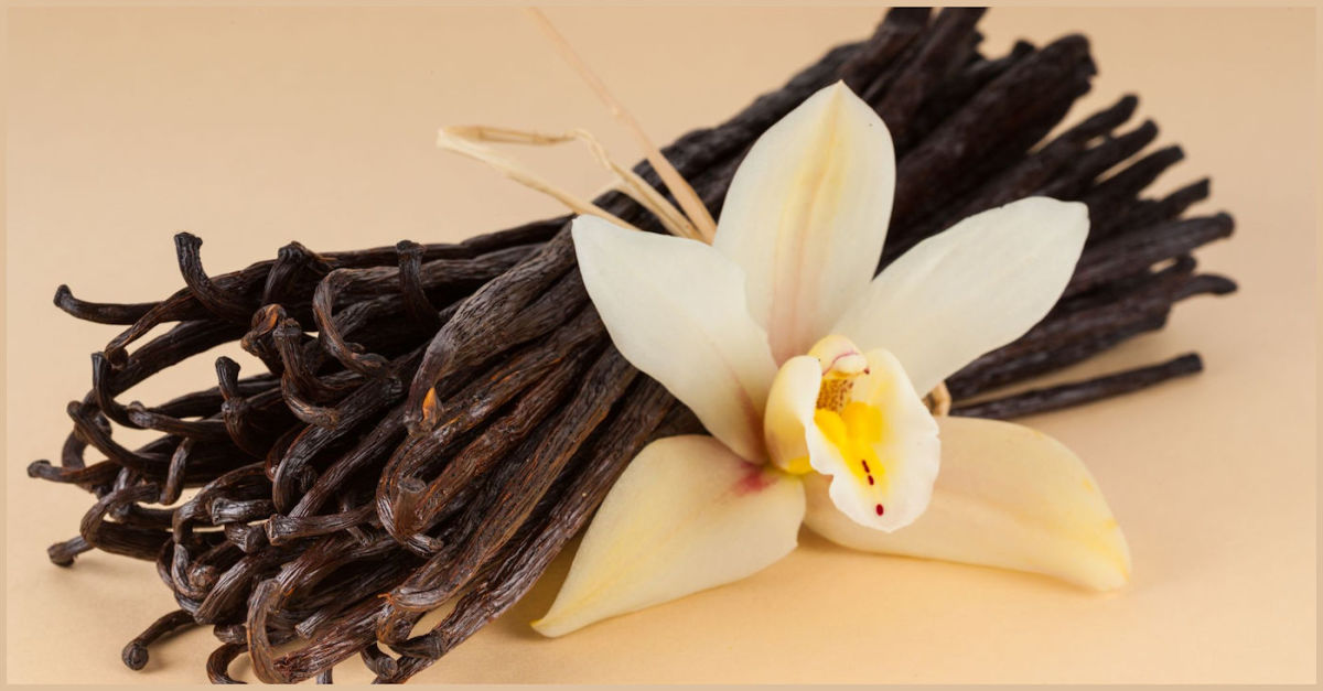 The Ultimate Guide to Vanilla: Beans, Orchids, and Extract - HubPages