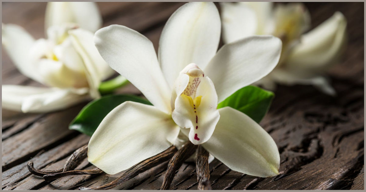 The Ultimate Guide to Vanilla: Beans, Orchids, and Extract