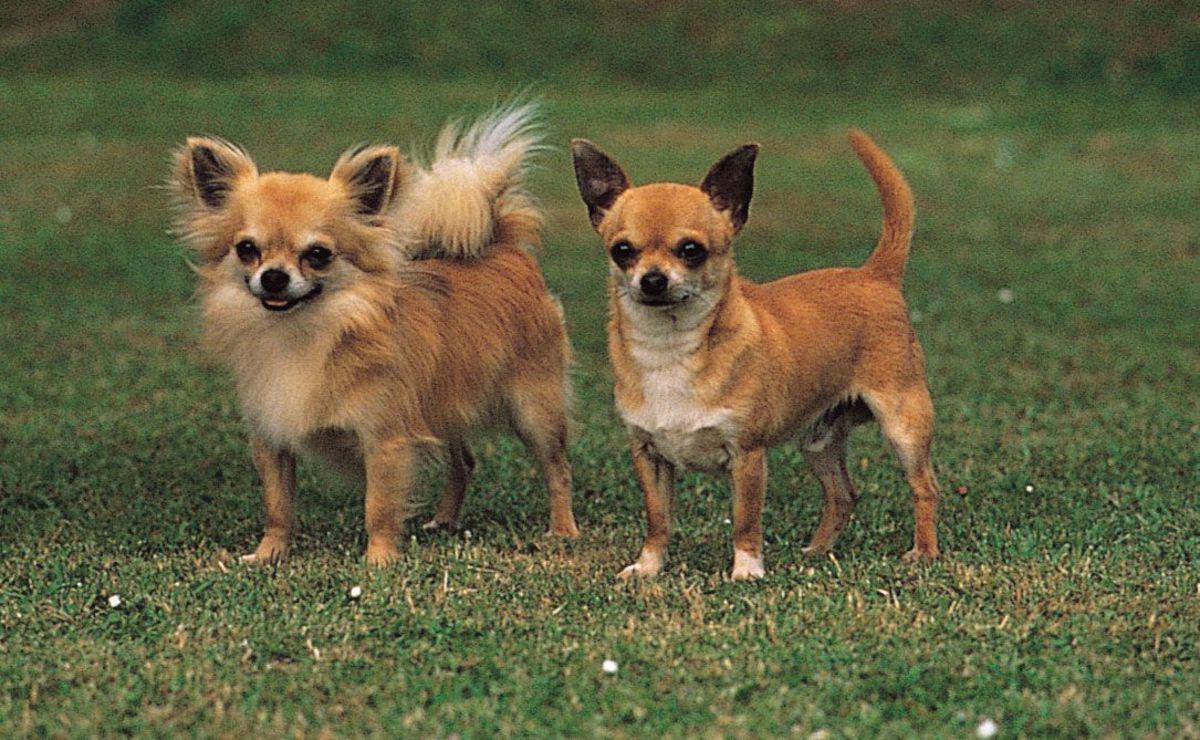 Chihuahuas: The Tiny Dogs With A Big Personality