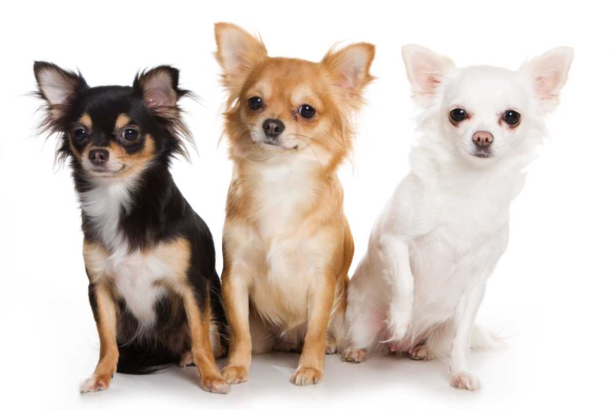 The Best Toys for Chihuahuas: Small Dogs with BIG Personalities