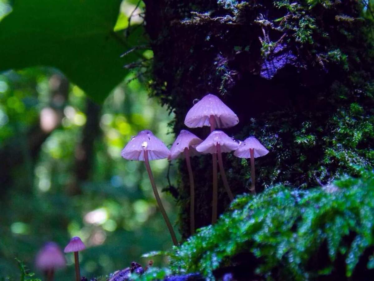 The Many Colours of Fungi: Exploring Pigments