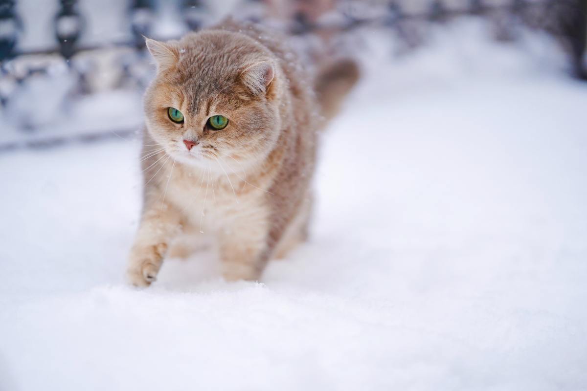 How Cold Is Too Cold for Cats? Plus Winter Warming Tips