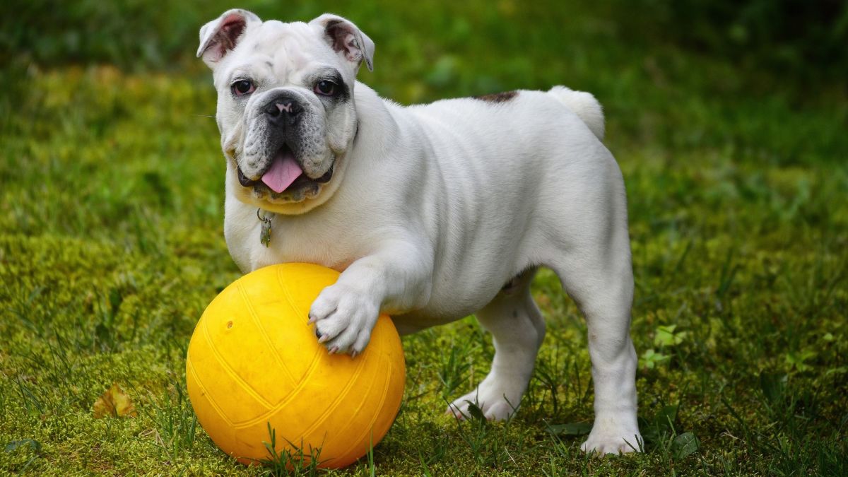 The Ultimate Guide to Bulldogs: Owning, Training, and Caring for