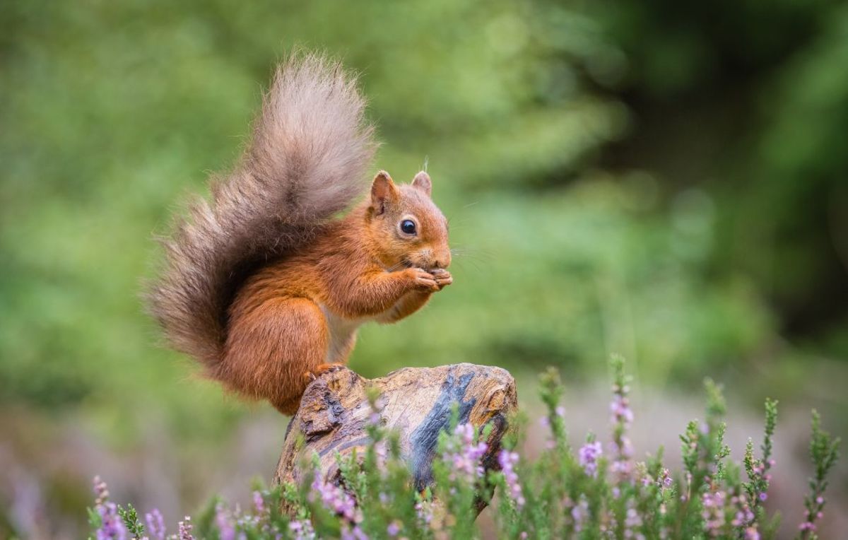 why-do-squirrels-shake-their-tails-hubpages