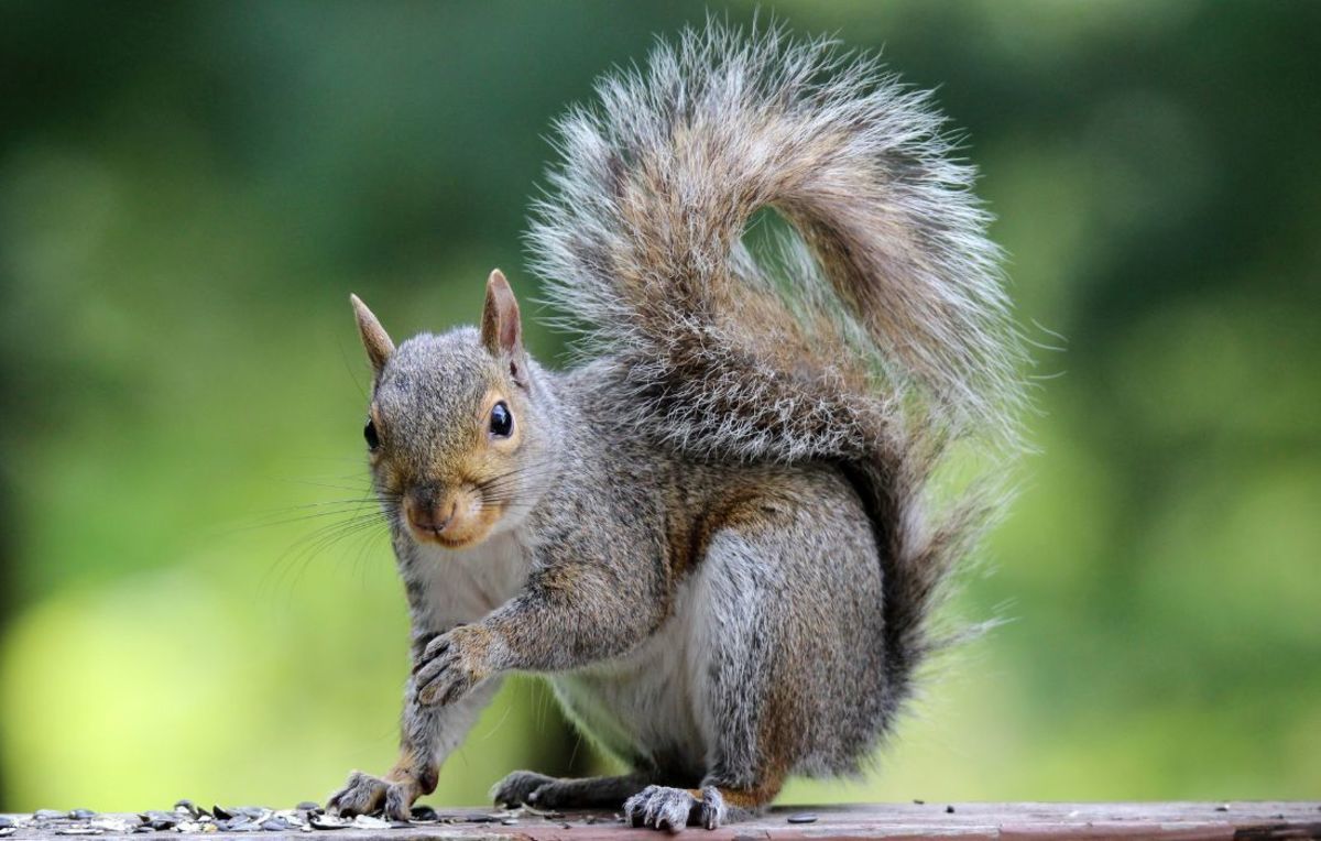 Why Do Squirrels Shake Their Tails? - HubPages