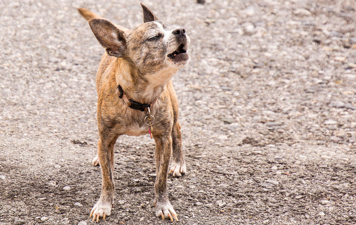 Help, My Chihuahua Won't Stop Barking!