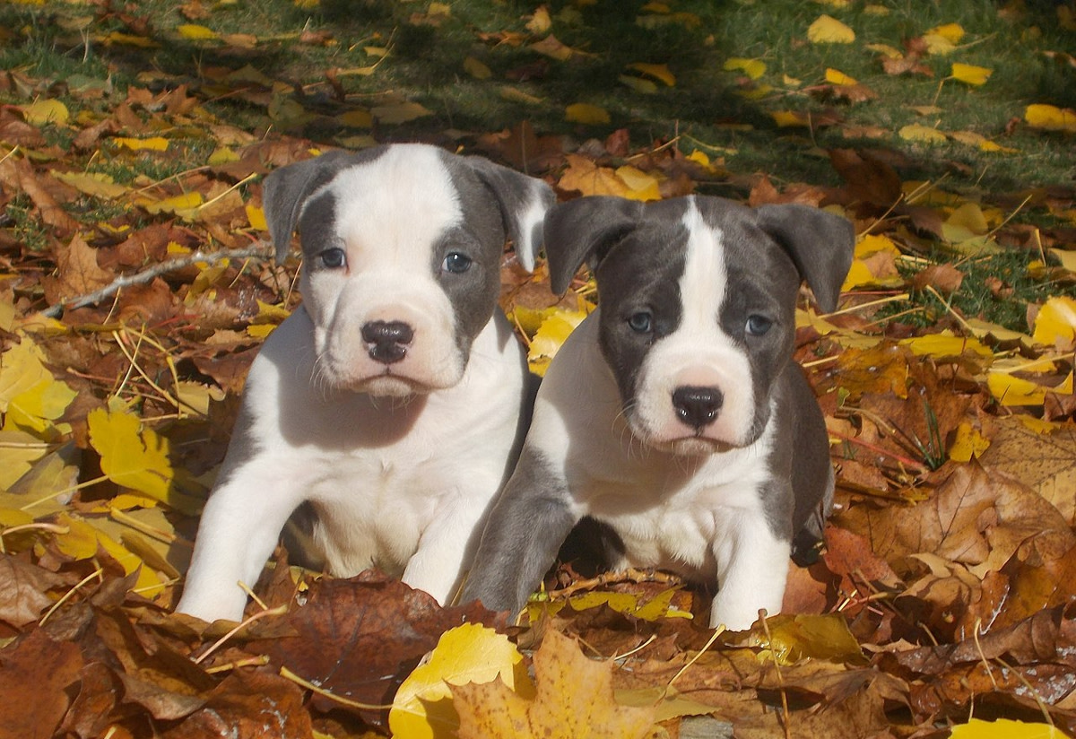How Can I Keep My Deaf Dog From Smothering Her Puppies?