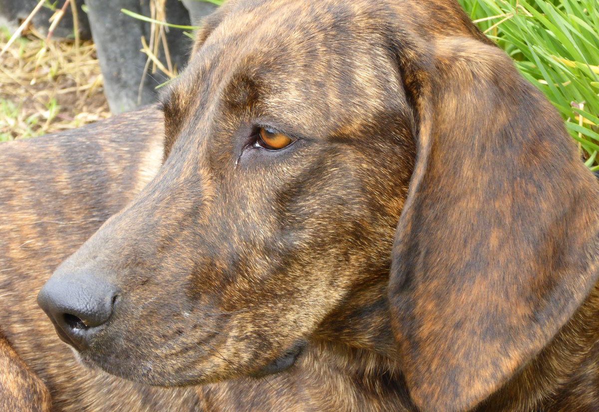 The Loyal and Athletic Plott Hound: A Perfect Companion for Outdoor Enthusiasts