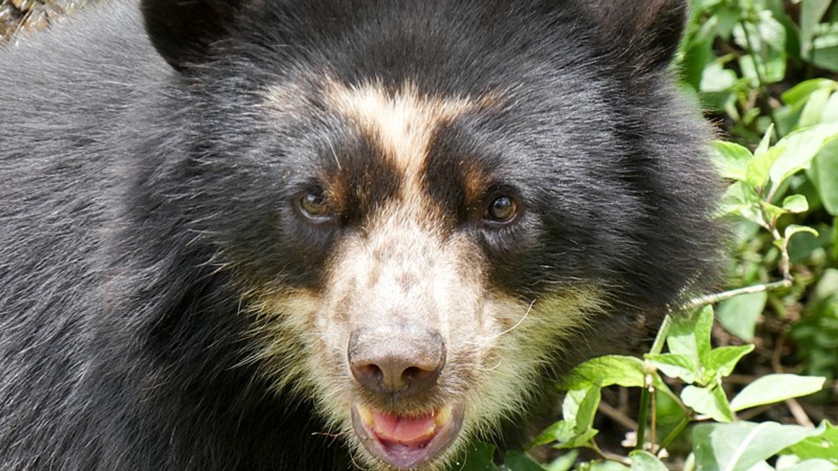 The Andean Bear: The Only Bear Native to South America