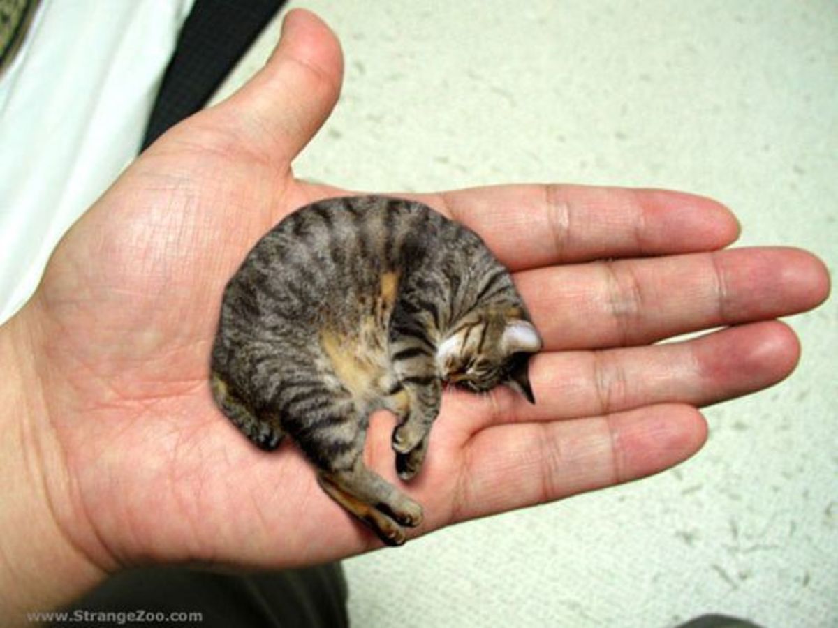 11 Smallest Cat Breeds in the World