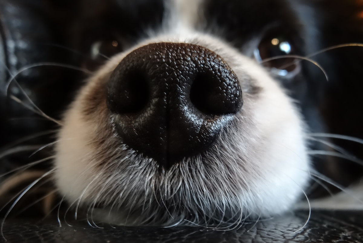 Why Do Dogs Have Whiskers? 7 Reasons & How They Impact Behavior