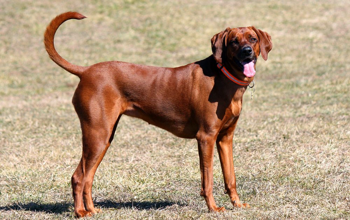 Meet the Redbone Coonhound: Your Ultimate Breed Information Guide