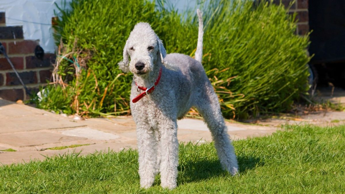 The Bedlington Terrier Unraveling the History of a Hunter's Companion