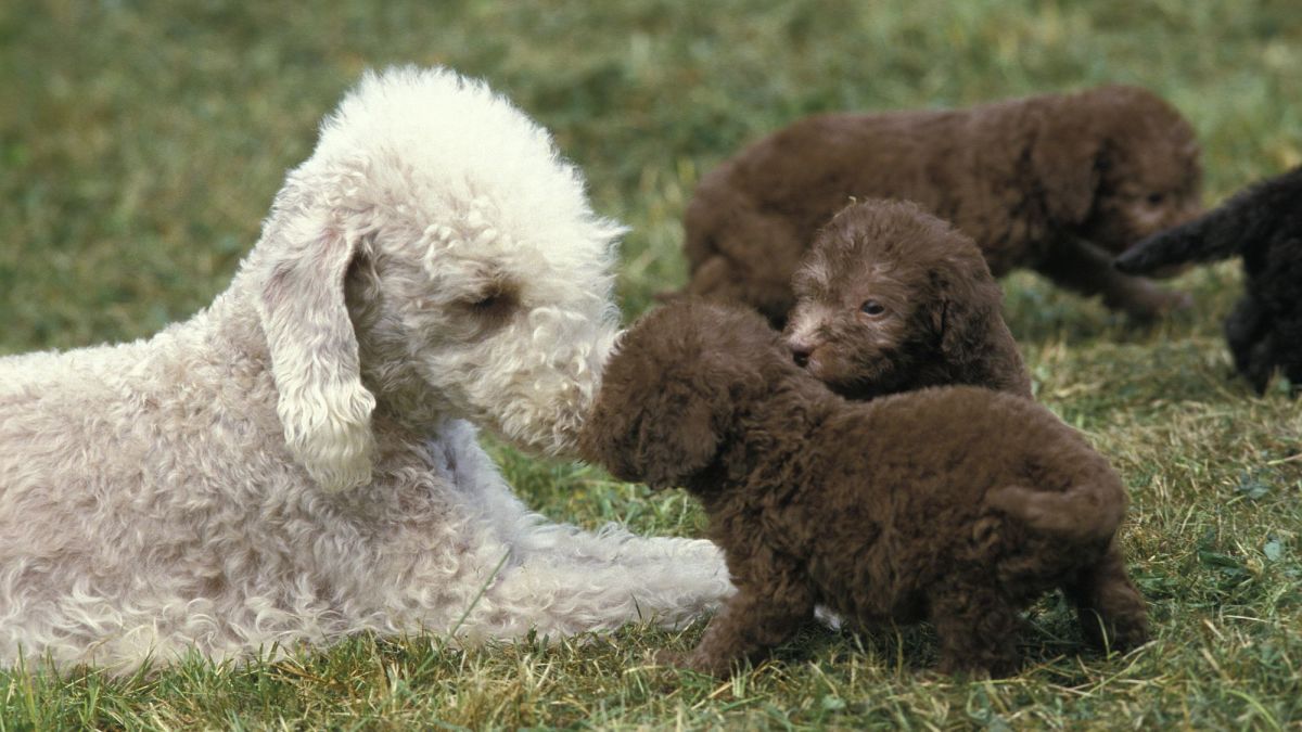 The Bedlington Terrier: Unraveling the History of a Hunter's Companion ...