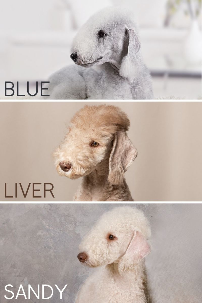 The Bedlington Terrier Unraveling the History of a Hunter's Companion