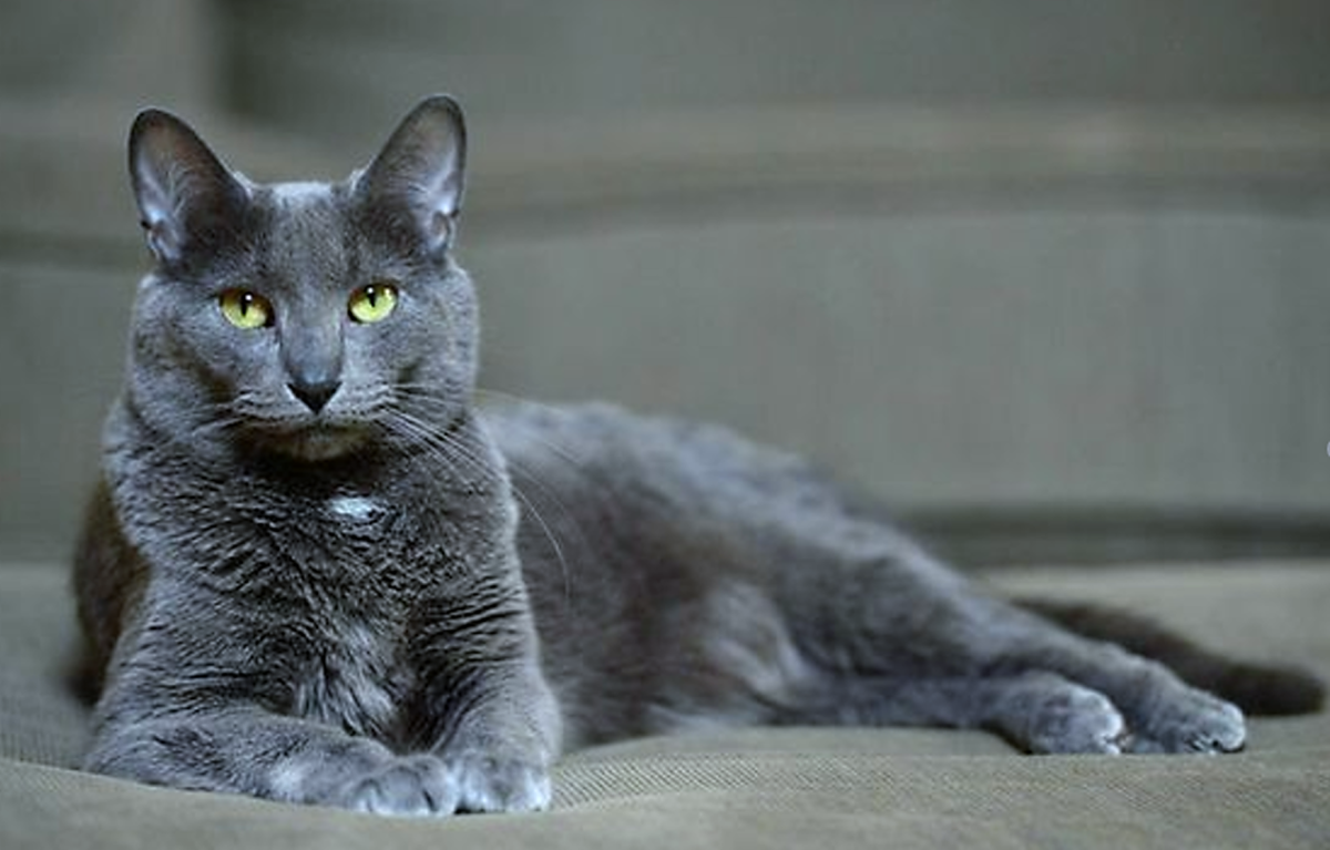 11 Cat Breeds That Bring Good Luck - Pethelpful