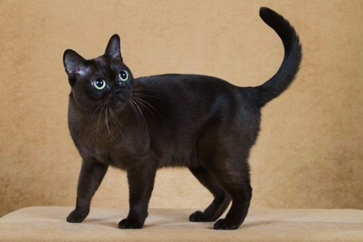 11 Cat Breeds That Bring Good Luck - PetHelpful