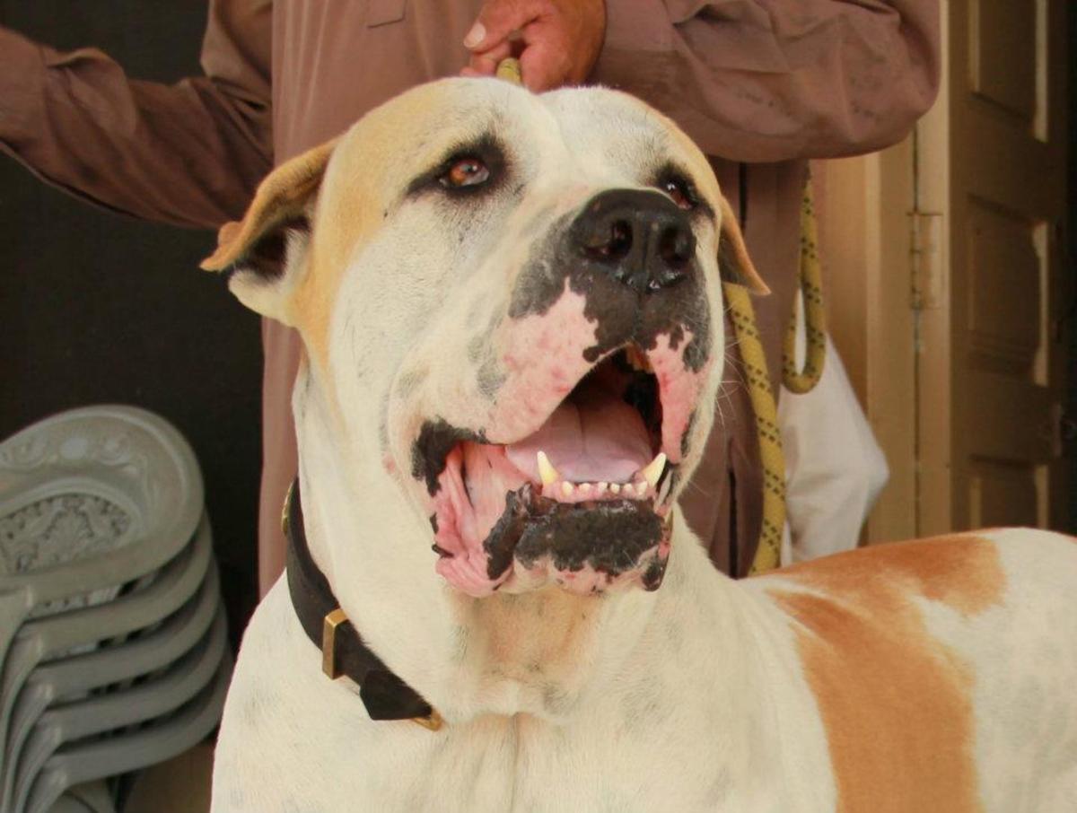 11 Things to Consider Before Getting a Bully Kutta