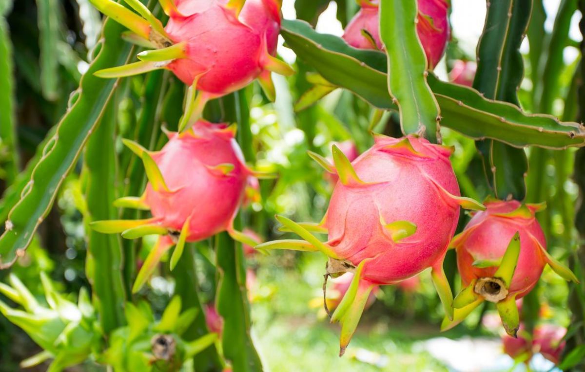 Are Dragon Fruit Plants Toxic to Cats? HubPages