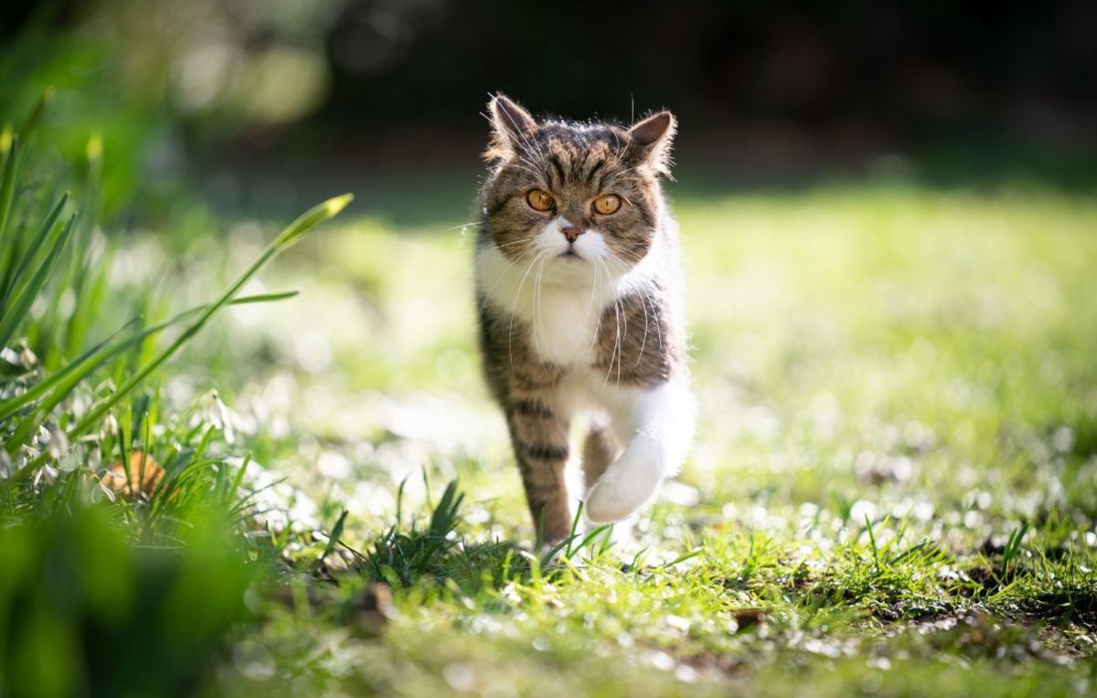 Are Dragon Fruit Plants Toxic to Cats? HubPages