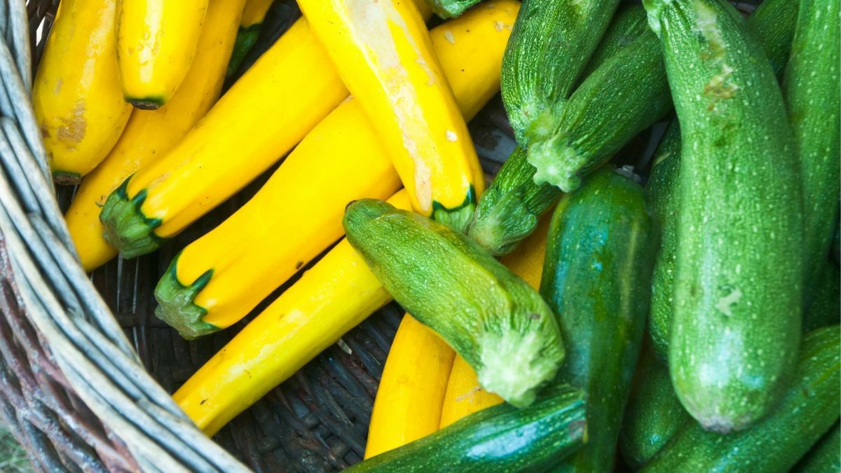 Summer Squash Growing, Harvesting, and Storing Tips