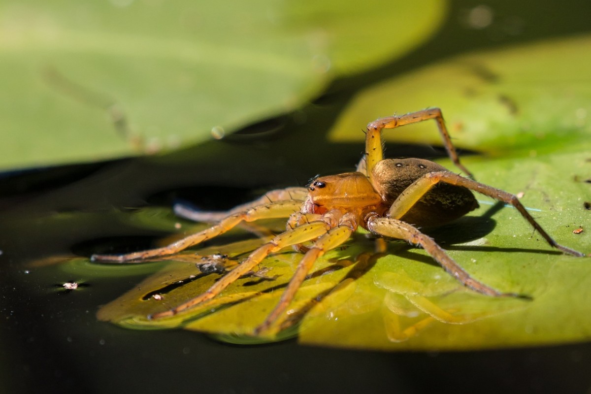 Anomalous Arachnids: Eight Strange Spiders