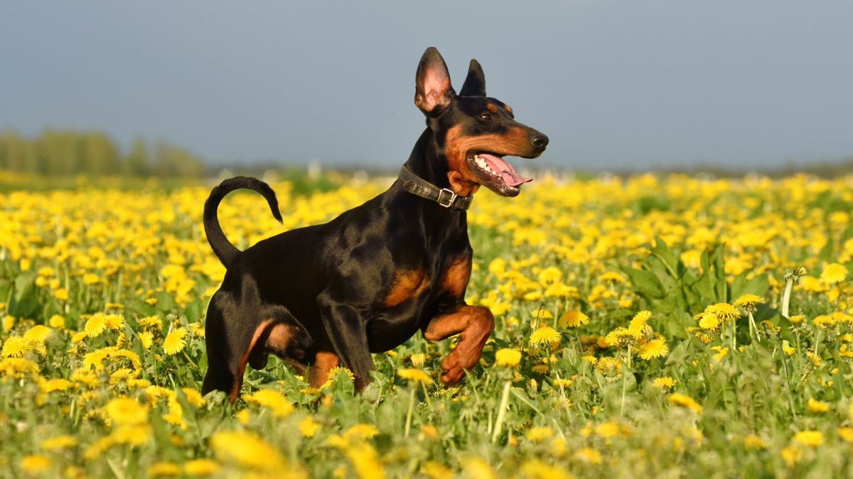 The German Pinscher A Comprehensive Guide to This HighEnergy Breed