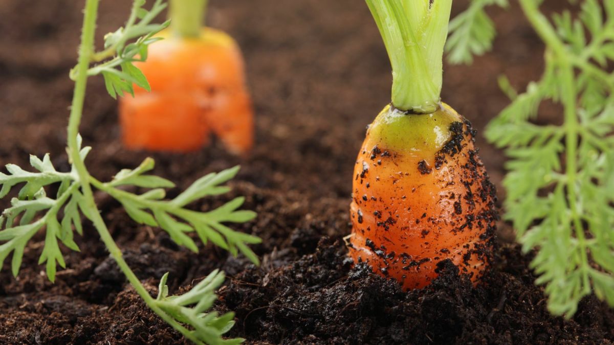 Vegetables to Plant in the Cold Fall and Winter