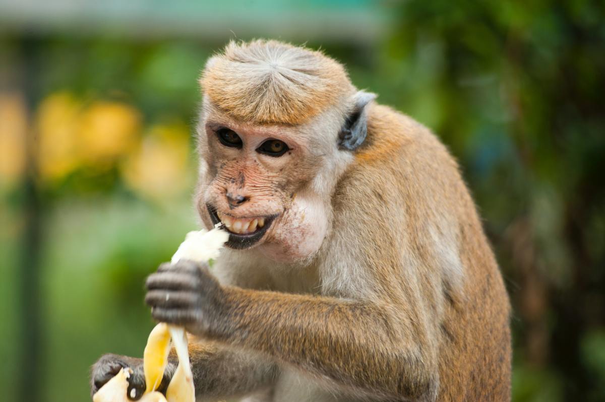 Top Five Facts About Bananas: Nature's Perfect Snack symbolizes