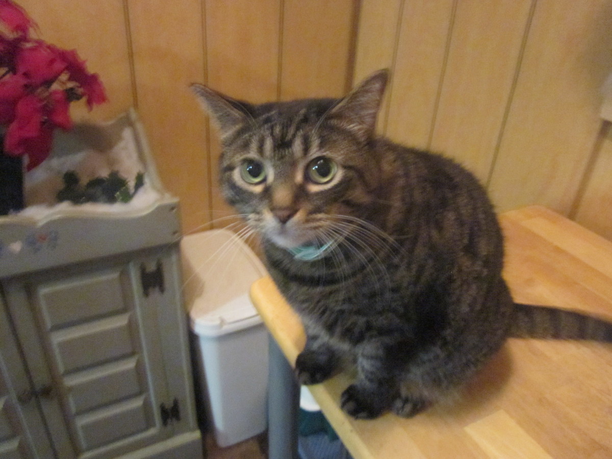 Cat Care 101 Essential Tips for New Cat Owners HubPages