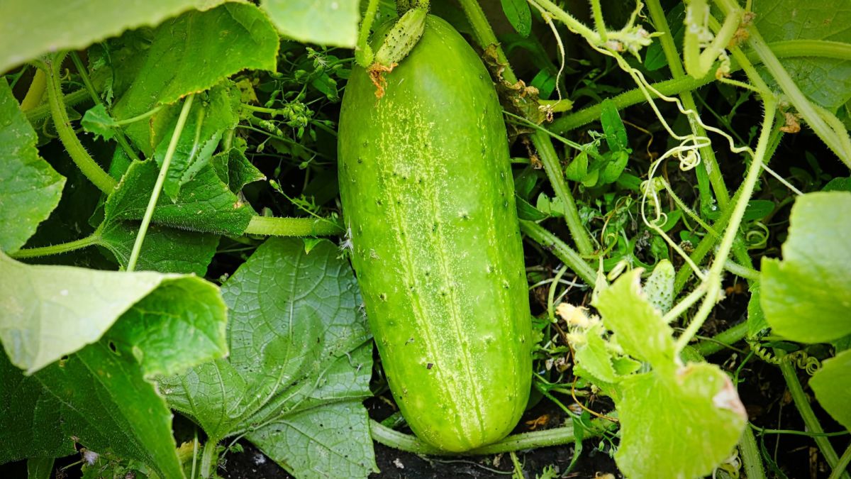 Hand Pollinating Your Cucumber Plants
