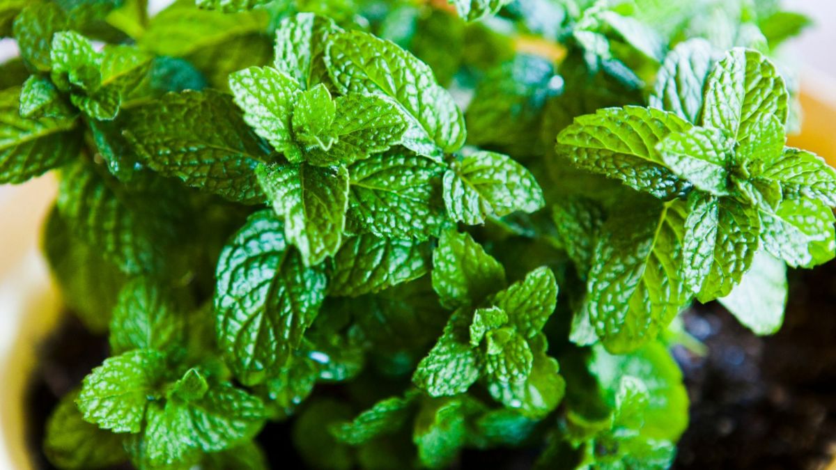 How to Care for Mint Plants