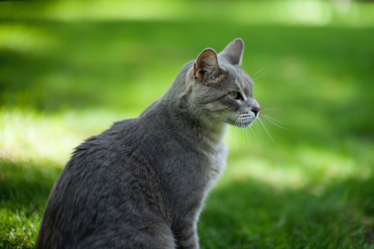 Indoor vs. Outdoor Cats: Cat Safety and Happiness